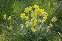Primula veris - Common cowslip, Cowslip primrose - naturalised in a lawn