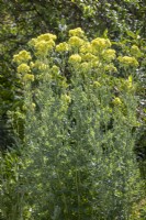 Thalictrum flavum subsp. glaucum 'Ruth Lynden-Bell'