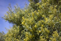 Acacia retinodes AGM - Swamp wattle