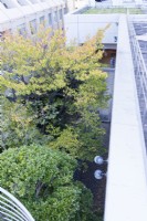 View of the trees of the garden from above showing enclosure of garden by walls of the hotel. 