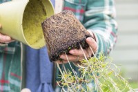 Woman removing Rosemary cuttings from pot - exposing the roots