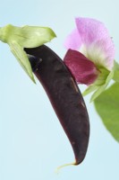 Pisum sativum  'Blauwschokker'  Pea flower and developing pod  July
