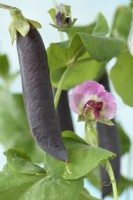 Pisum sativum  'Blauwschokker'  Pea flower and pod  August