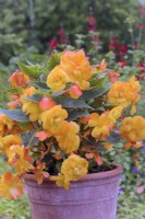 Begonia Illumination Apricot Shades - a single plug  planted in a terracotta clay pot