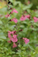 Salvia Salmon Dance