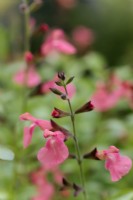 Salvia Salmon Dance