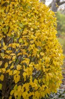 Carpinus betulus 'Columnaris Nana' AGM - Hornbeam -  in autumn colour