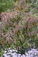 Viburnum henryi