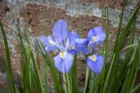 Iris unguicularis syn. Iris stylosa - Algerian iris