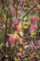 Cornus stolonifera 'Hedgerow Gold' syn. Cornus sericea 'Hedgerows Gold' AGM - Red osier dogwood - in autumn colour