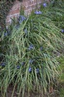 Showing the tatty leaves of Iris unguicularis syn. Iris stylosa - Algerian iris