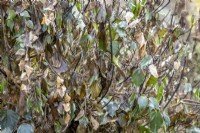 Frost damaged ivy - Hedera algeriensis 'Gloire de Marengo'