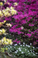 Pink Azalea growing alongside path in woodland garden, Wood Anemones growing beneath