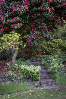 Camellia japonica 'Lady Vansittart Red' above steps and path leading in to woodland garden