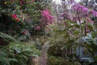 Azaleas, Camelias and Rhododendron magnificum edge a woodland garden path