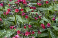 Pulmonaria 'Shrimps On The Barbie'