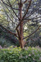 Lamprocapnos formosa, Pacific Bleeding Heart, beneath Acer griseum