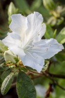 White Azalea blossom