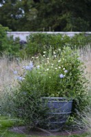Container in the walled garden at Parham House in September planted with Gomphrena decumbens and scabious