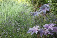 Ricinus communis 'New Zealand Black' with Verbena macdougallii 'Lavender Spires' and Miscanthus sinensis 'Morning Light'