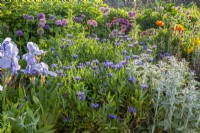 Flowerbed border - mixed planting of Irises, Alliums, Poppies, Centaurea montana and Stachys byzantina - lamb's ears