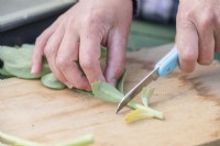 Woman cutting the bottom off of the Sedum 'Herbstfreude' cuttings