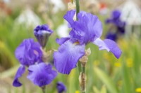 Iris 'First violet' - bearded Iris