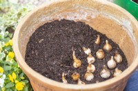 Layer of Narcissus bulbs half covered with compost