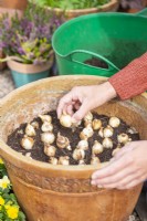 Woman planting Narcissus 'Tete-a-Tete' bulbs in large container