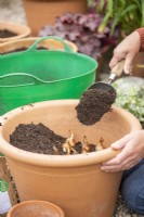 Woman covering layers of bulbs in large terracotta container with compost