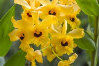 Dendrobium fimbriatum var. oculatum. Closeup of orchid flower. April