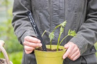Woman placing label in with Blackberry 'Oregon Thornless' cuttings