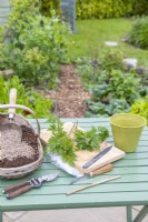 Thornless Blackberry cuttings, grit, compost, knife, secateurs, wooden board, bamboo stick, plastic bag and pot laid out on table