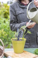 Woman watering Blackberry 'Oregon Thornless' cuttings