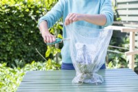 Woman cutting holes in plastic bag covering blackberry cuttings