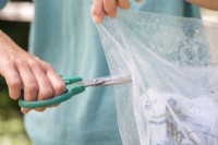 Woman cutting holes in plastic bag covering Blackberry cuttings