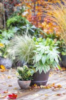 Container planted with Stipa tenuisimma 'Pony Tails', Fatsia japonica 'Spiderweb' and Skimmia japonica 'Finchy' with small pot planted with Skimmia 'Oberries White' with autumn leaves scattered on the deck