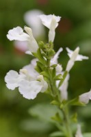 Salvia Heatwave Glimmer