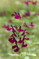 Salvia Dysons Maroon