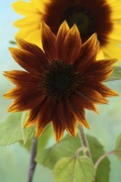 Helianthus annuus  'Magic Roundabout'  Tall multi-headed sunflower with variable flower colour  F1 Hybrid  August
