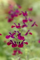 Salvia Dysons Maroon