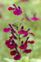 Salvia Dysons Maroon