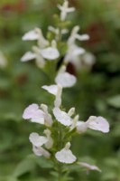 Salvia Heatwave Glimmer