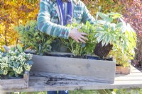 Woman planting Fatsia japonica 'Spiderweb' in wooden window box