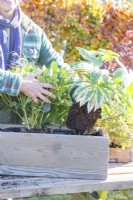 Woman planting Fatsia japonica 'Spiderweb' in wooden window box