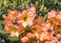 Rhododendron hybride Macarena, summer June