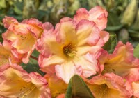 Rhododendron hybride Macarena, summer June