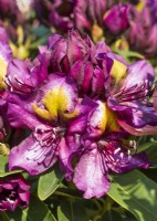 Rhododendron hybride September Blues, summer June