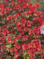 Rhododendron x obtusum Red Canzonetta, summer June
