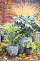 Containers planted with Rhododendron 'Madame Masson', Mahonia media 'Charity' and Skimmia 'Oberries White' with Aucuba japonica branch behind and leaves scattered across deck